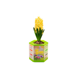 HYACINTH IN ECO CUP
